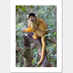 Black-Capped Squirrel Monkey Posters and Art